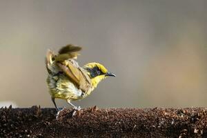 penacho amarillo pájaro azucar en Australia foto