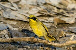 Yellow-tufted Honeyeater in Australia photo