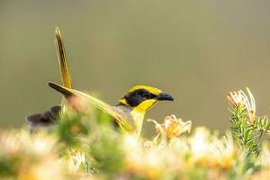 penacho amarillo pájaro azucar en Australia foto