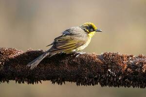 penacho amarillo pájaro azucar en Australia foto