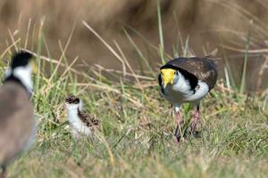 Masked Lapwing in Australasia photo