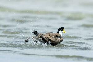 Masked Lapwing in Australasia photo