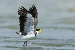 Masked Lapwing in Australasia photo