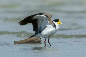 Masked Lapwing in Australasia photo