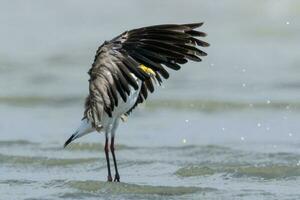 Masked Lapwing in Australasia photo