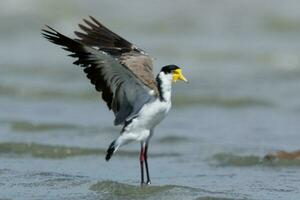 Masked Lapwing in Australasia photo