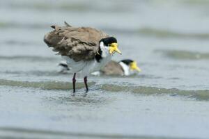 Masked Lapwing in Australasia photo