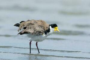 Masked Lapwing in Australasia photo