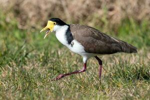 Masked Lapwing in Australasia photo