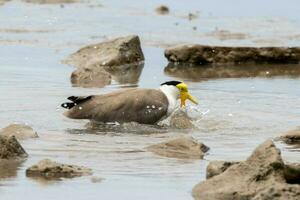 Masked Lapwing in Australasia photo