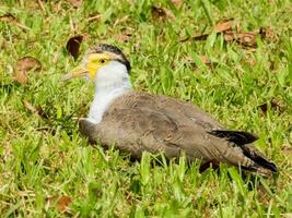 Masked Lapwing in Australasia photo