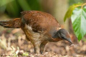 Albert's Lyrebird in Australia photo