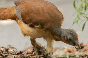 Albert's Lyrebird in Australia photo