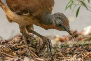 Albert's Lyrebird in Australia photo