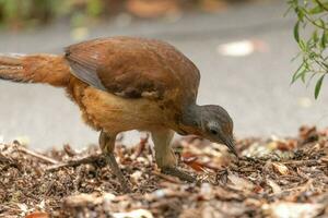 Albert's Lyrebird in Australia photo