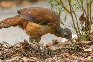 Albert's Lyrebird in Australia photo