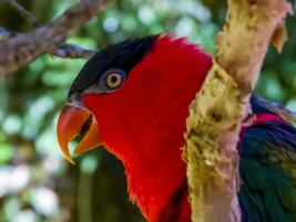 Black Capped Lory photo