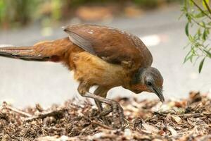 Albert's Lyrebird in Australia photo