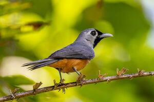 Black-faced Monarch in Australia photo