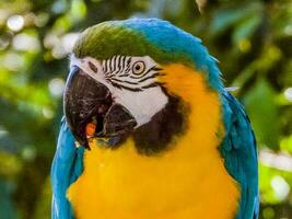 Blue and Gold Macaw photo