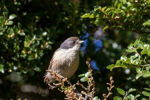 Brown Creeper of New Zealand photo