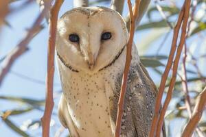 Barn Owl in Daylight photo