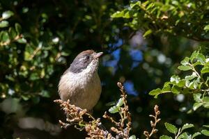 Brown Creeper of New Zealand photo