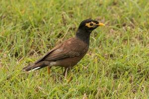 Common Myna Bird photo