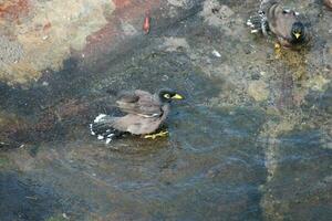 pájaro myna común foto