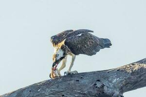 Osprey the Fish Eagle photo