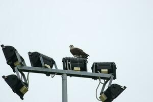 Osprey the Fish Eagle photo