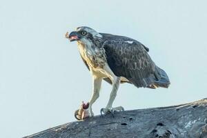 Osprey the Fish Eagle photo