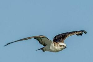 Osprey the Fish Eagle photo