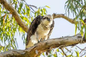 Osprey the Fish Eagle photo