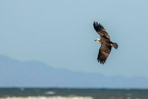 Osprey the Fish Eagle photo