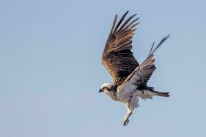 Osprey the Fish Eagle photo