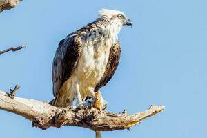 Osprey the Fish Eagle photo