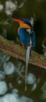 Buff-breasted Paradise Kingfisher photo