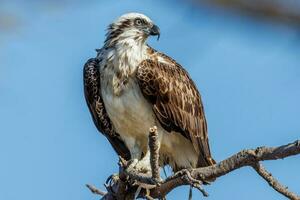 Osprey the Fish Eagle photo