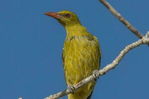 Yellow or Green Oriole photo