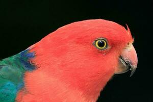 Australian King Parrot photo