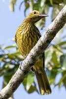 Yellow or Green Oriole photo