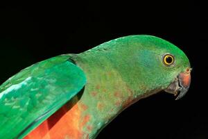 Australian King Parrot photo