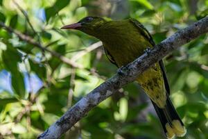 Yellow or Green Oriole photo