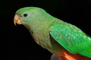 Australian King Parrot photo