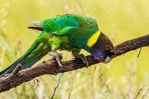 28 ringneck loro foto