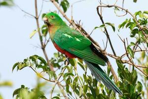 Australian King Parrot photo