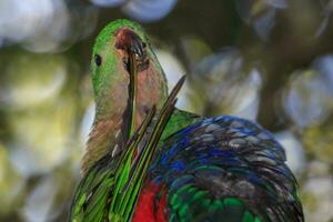 Australian King Parrot photo