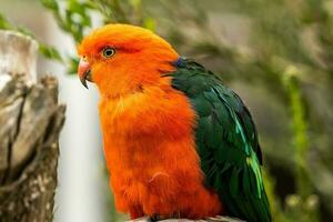 Australian King Parrot photo