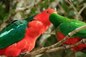 loro rey australiano foto